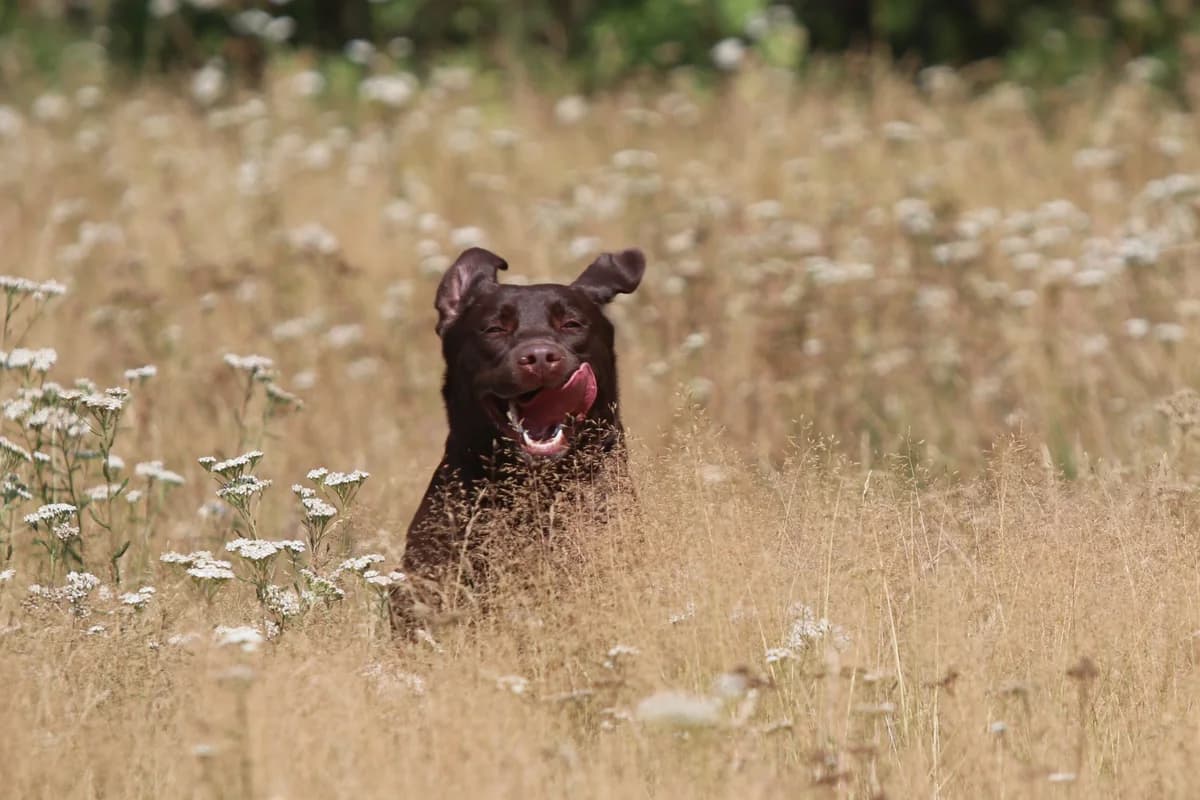 Nala, female young Labrador Retriever for adoption at Dierenasiel Crailo, Hilversum
