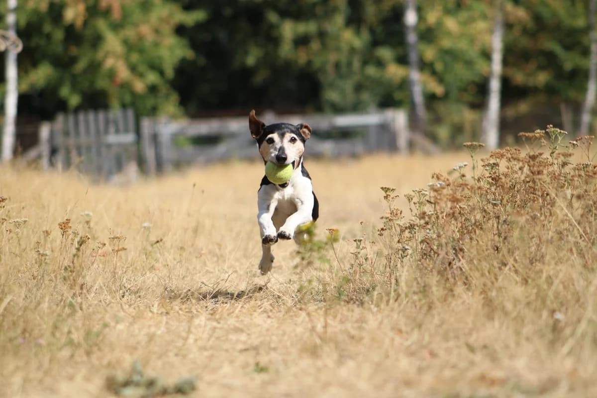 Puck, male senior Jack Russell Terrier for adoption at Dierenasiel Crailo, Hilversum