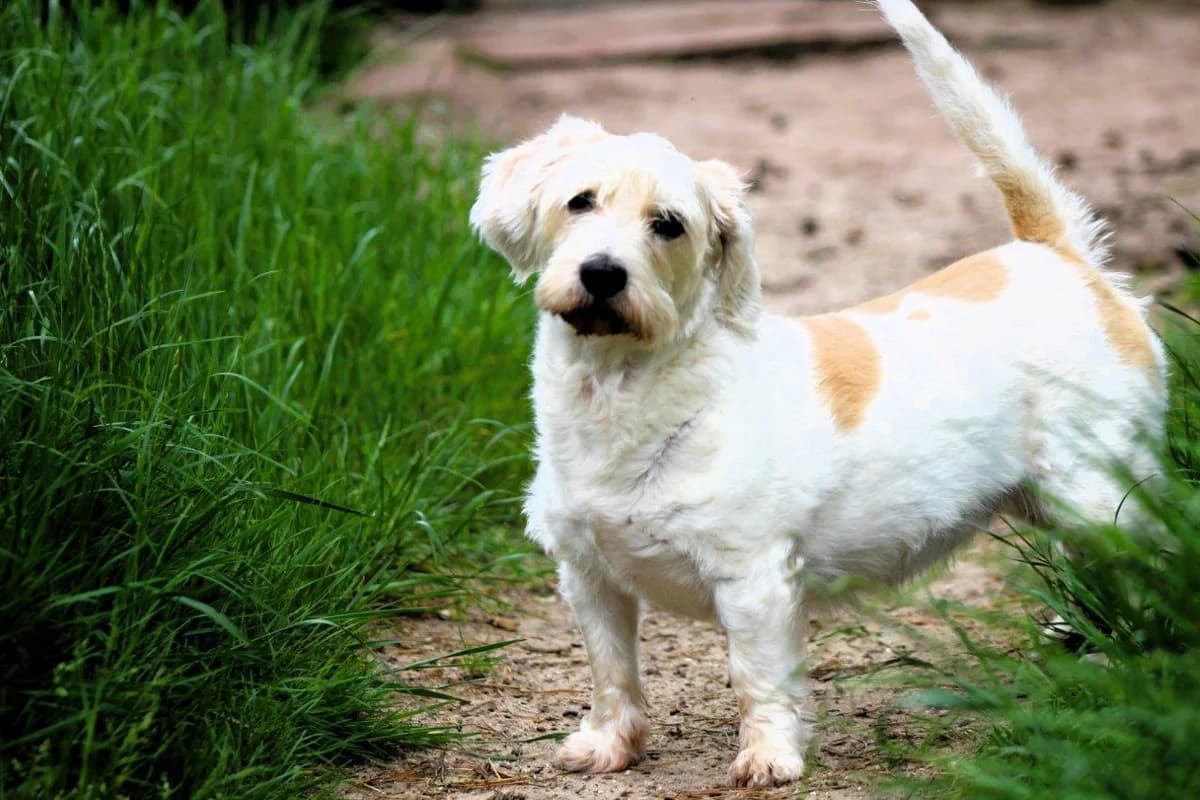 Todo, female senior Beagle for adoption at Dierenasiel Crailo, Hilversum