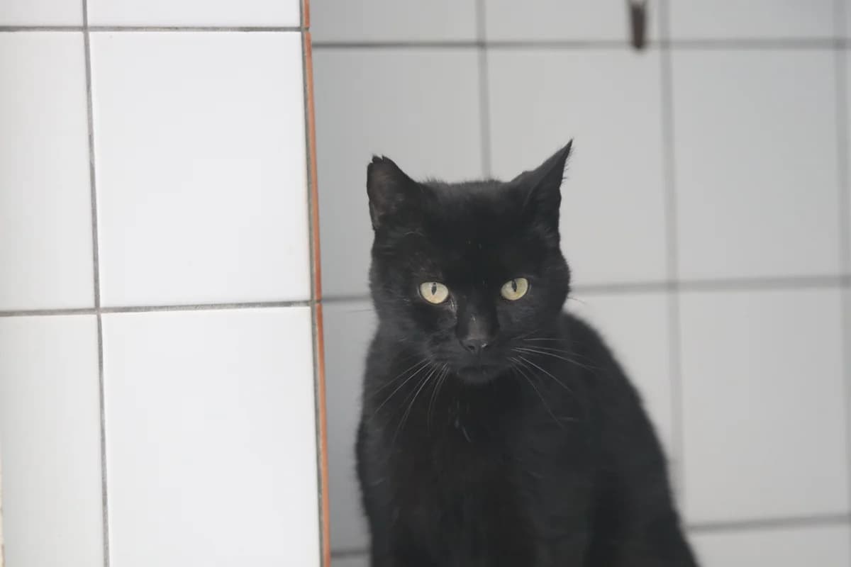 Blacky, male senior European Shorthair for adoption at Dierenasiel Crailo, Hilversum