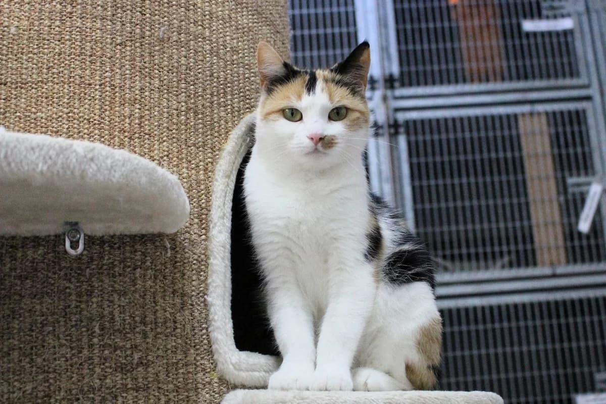 Sisi, female young European Shorthair for adoption at Dierenasiel Crailo, Hilversum