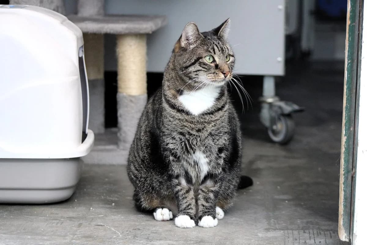 Freek, male 7yo European Shorthair for adoption at Dierenasiel Crailo, Hilversum