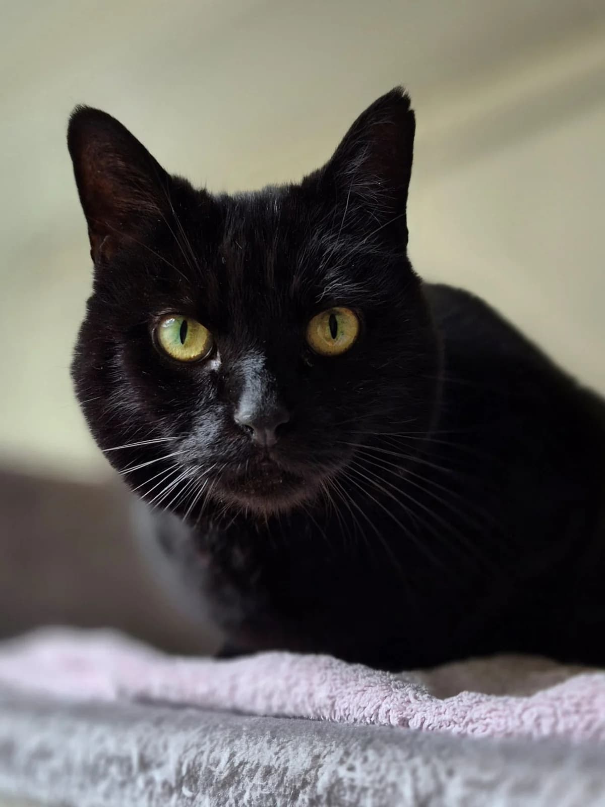 Tikkel, female senior Mixed Breed for adoption at Dierenasiel De Bevelanden, AE Goes