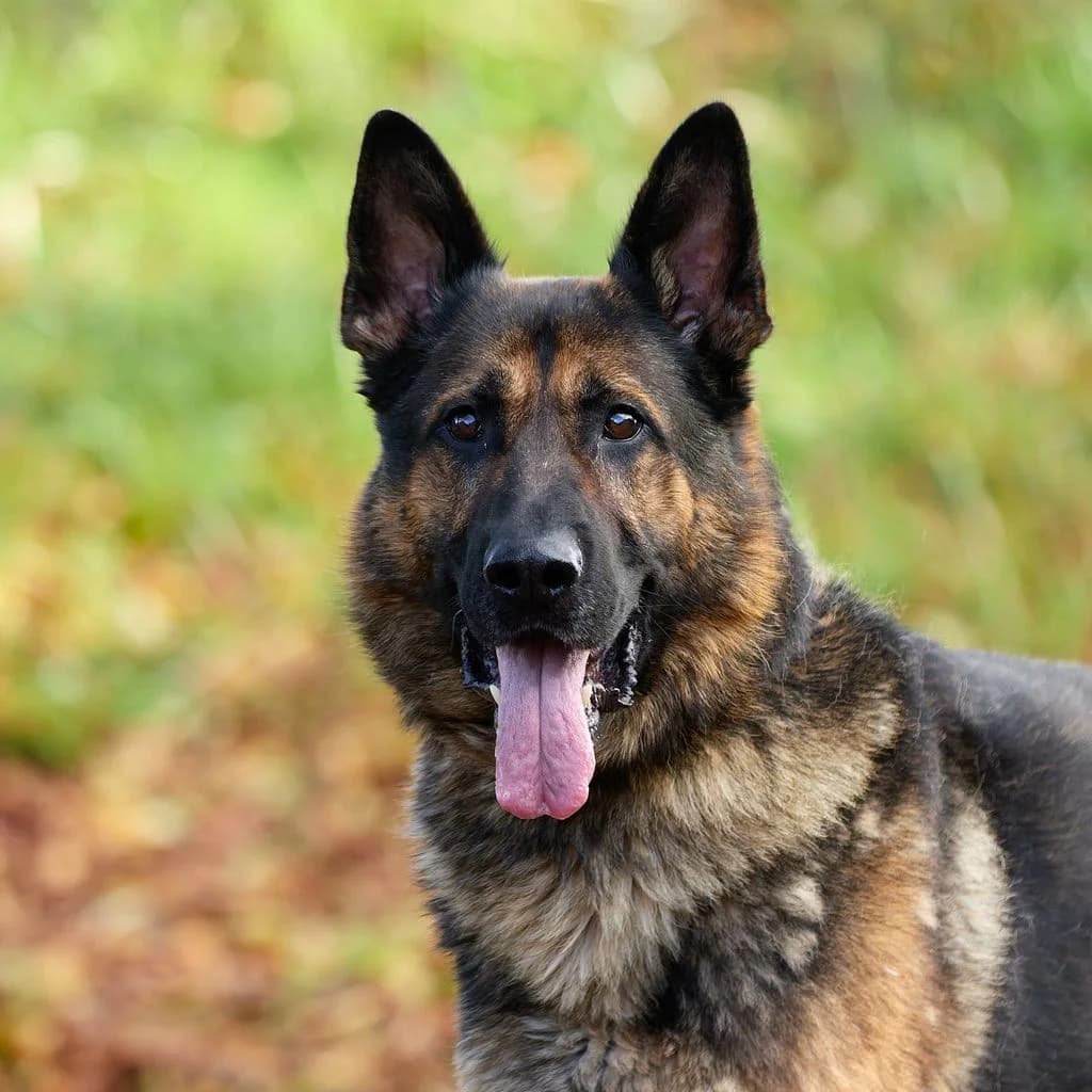 Dex, male 6yo mixed breed for adoption at Dierenasiel De Bevelanden, AE Goes
