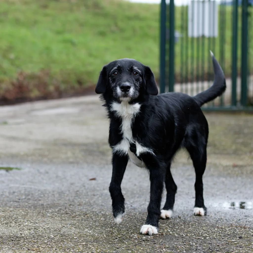 Joaninha, young Mixed Breed for adoption at Dierenasiel De Bevelanden, AE Goes