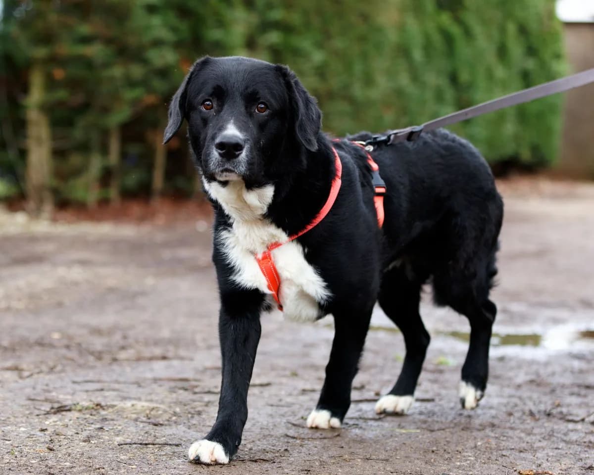 Chico, young Mixed Breed for adoption at Dierenasiel De Bevelanden, AE Goes