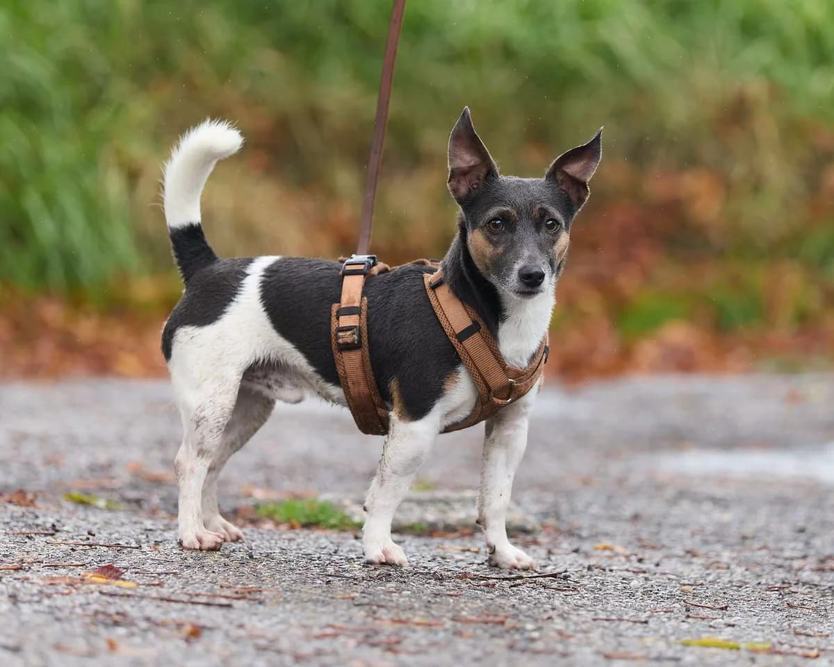 Chyko, young Mixed Breed for adoption at Dierenasiel De Bevelanden, AE Goes