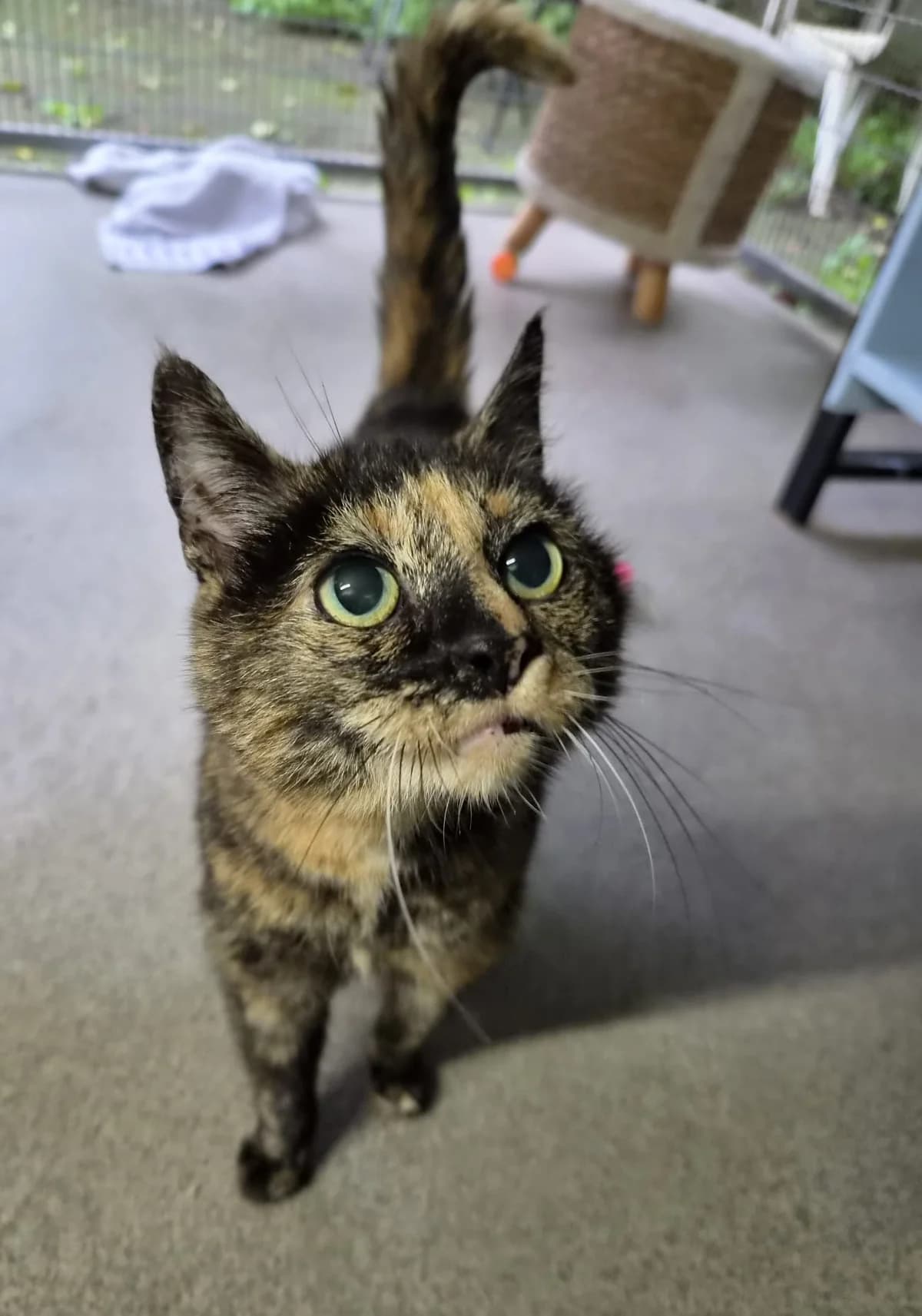 Penny, female senior Mixed Breed for adoption at Dierenasiel De Bevelanden, AE Goes