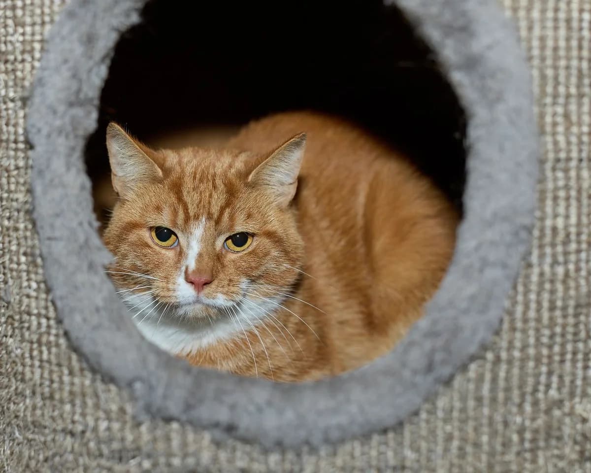 Eddy, male young Mixed Breed for adoption at Dierenasiel De Bevelanden, AE Goes