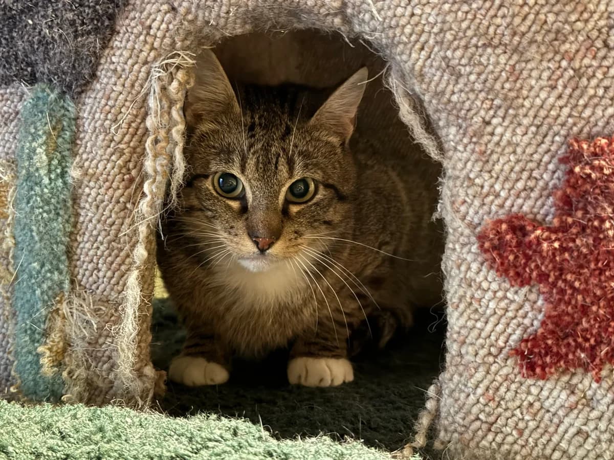 Baggertje, male 6yo Mixed Breed for adoption at Stichting Dierenasiel Gorinchem