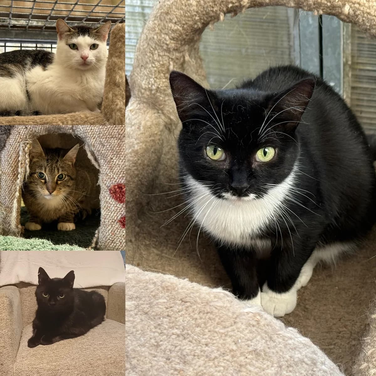 Boerderijkatten, male Mixed Breed for adoption at Stichting Dierenasiel Gorinchem
