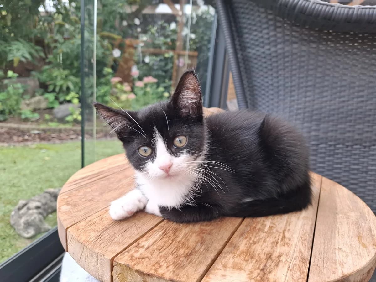Beauty, zwart female puppy Mixed Breed for adoption at Stichting Dierenasiel Gorinchem