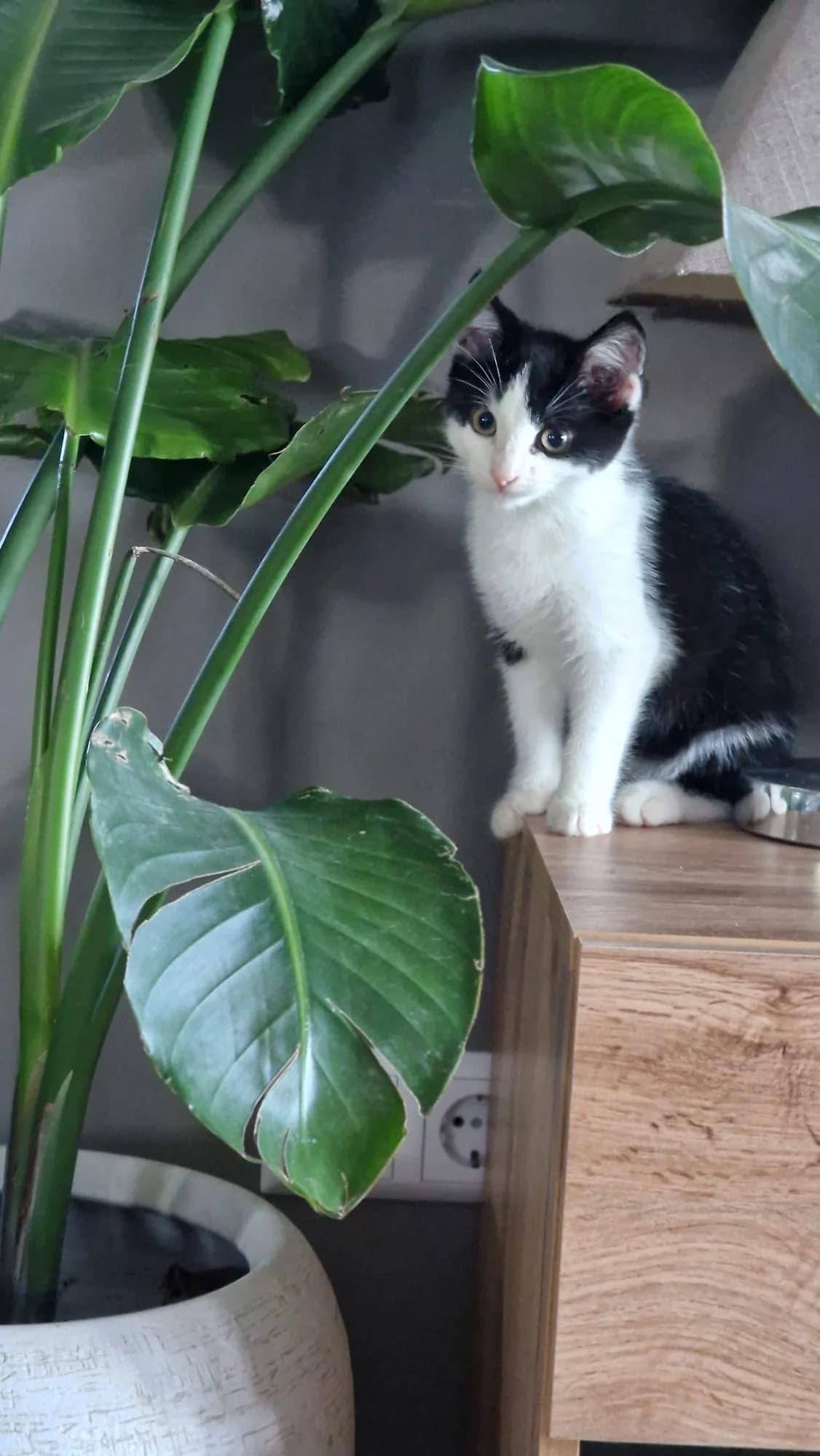 Bink, male Mixed Breed for adoption at Stichting Dierenasiel Gorinchem