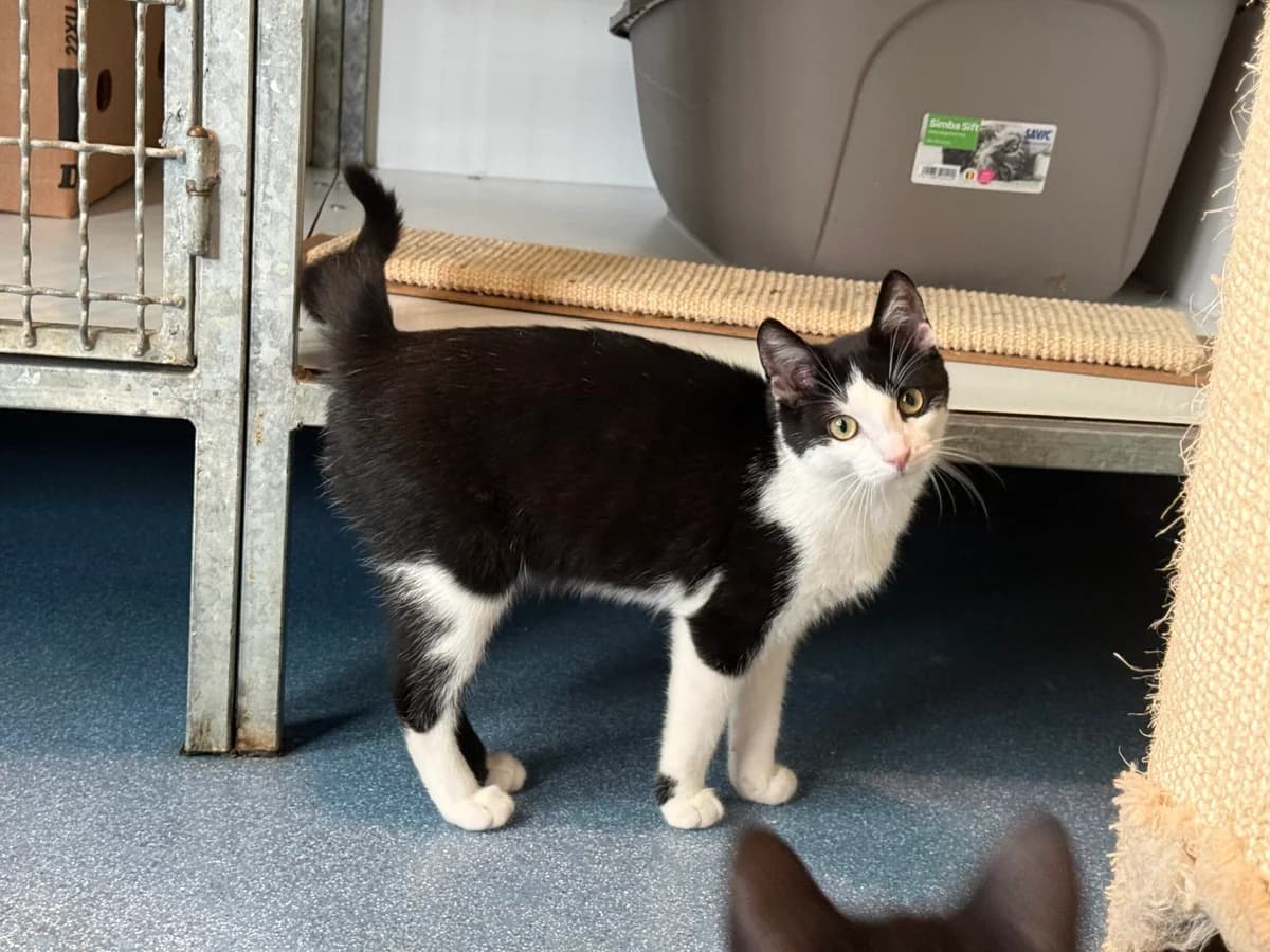 Bink, male puppy Mixed Breed for adoption at Stichting Dierenasiel Gorinchem