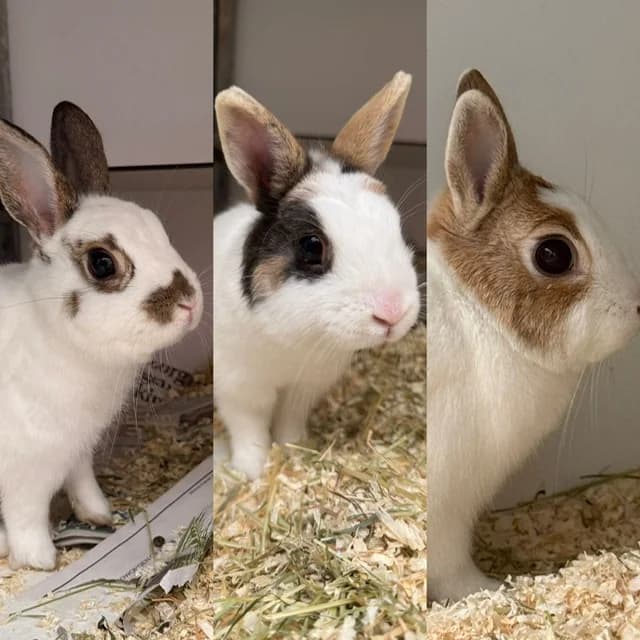 Bram, Blos en Bruintje, young Mixed Breed for adoption at Stichting Dierenasiel Gorinchem