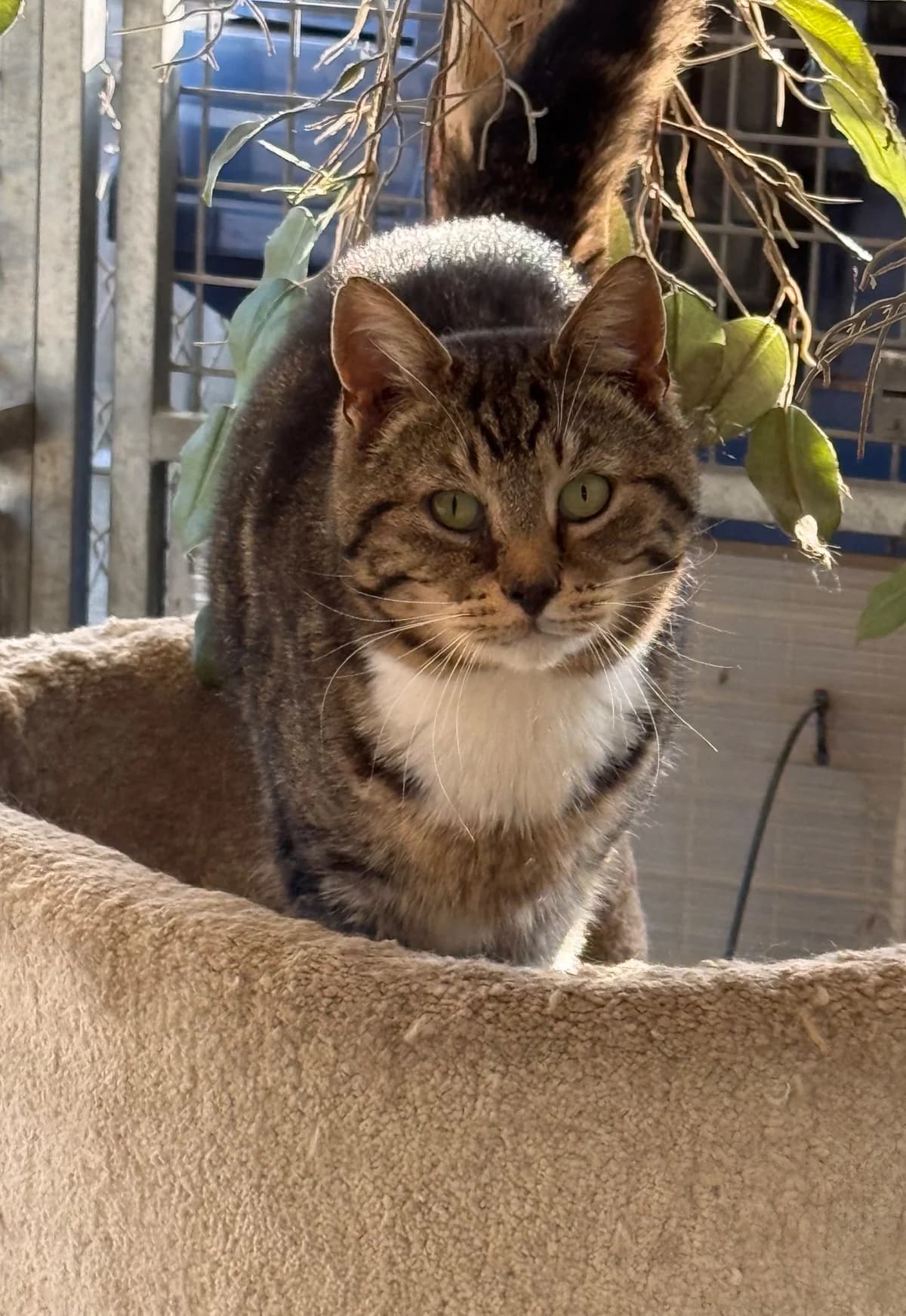 Delphi, female 7yo Mixed Breed for adoption at Stichting Dierenasiel Gorinchem