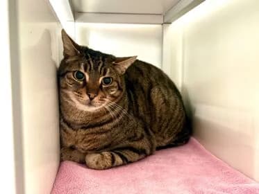 Tijger, male Mixed Breed for adoption at Stichting Dierenasiel Gorinchem