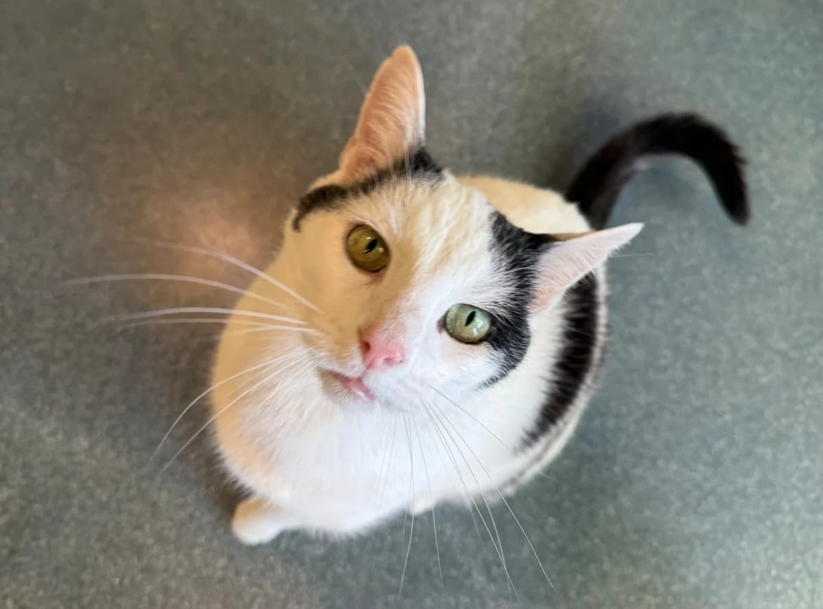 Felix, male 7yo Mixed Breed for adoption at Stichting Dierenasiel Gorinchem