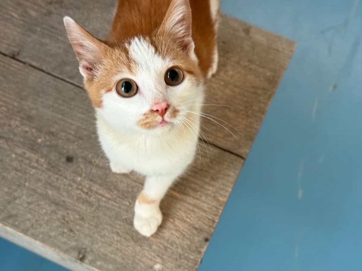 Fox, rood male Mixed Breed for adoption at Stichting Dierenasiel Gorinchem