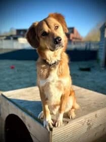 Happy, male Mixed Breed for adoption at Stichting Dierenasiel Gorinchem