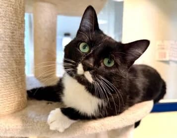 Vino, Mixed Breed for adoption at Stichting Dierenasiel Gorinchem