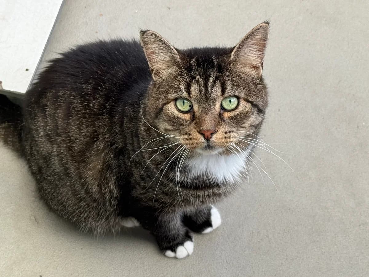 Kruimel, male 5yo Mixed Breed for adoption at Stichting Dierenasiel Gorinchem