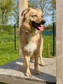 Lilly, Mixed Breed for adoption at Stichting Dierenasiel Gorinchem