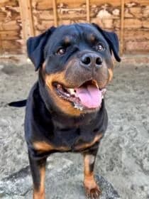 Marley, Mixed Breed for adoption at Stichting Dierenasiel Gorinchem