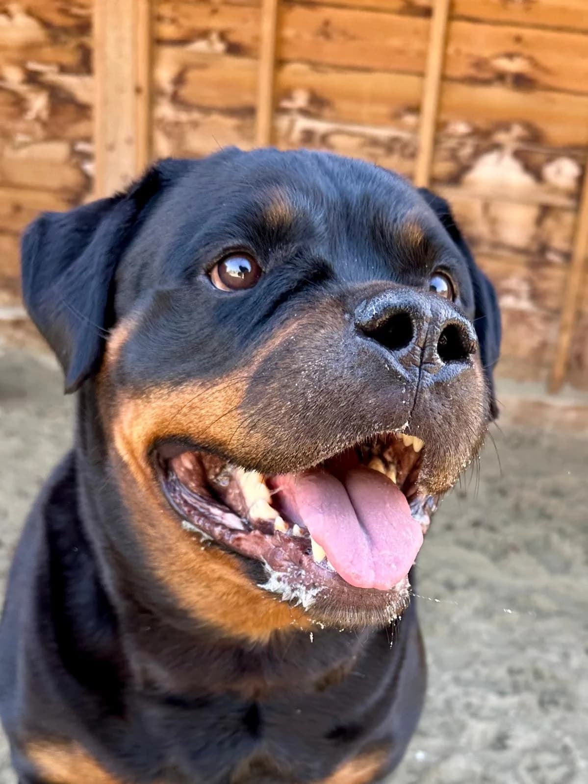 Marly, female 5yo Mixed Breed for adoption at Stichting Dierenasiel Gorinchem