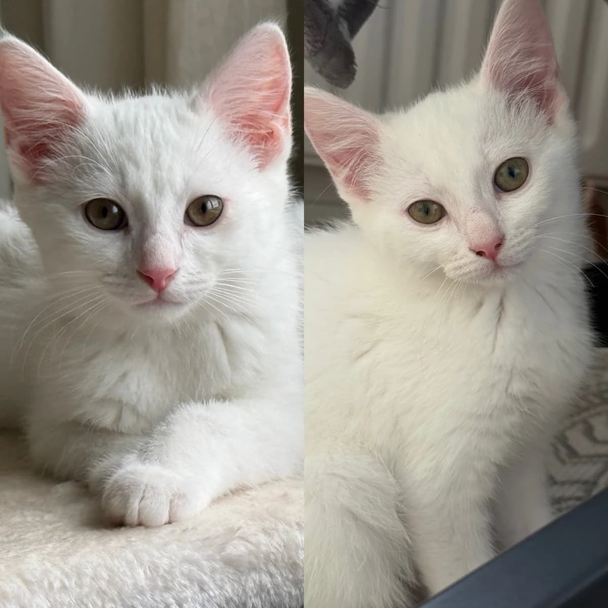 Maserati en Audi, male Mixed Breed for adoption at Stichting Dierenasiel Gorinchem