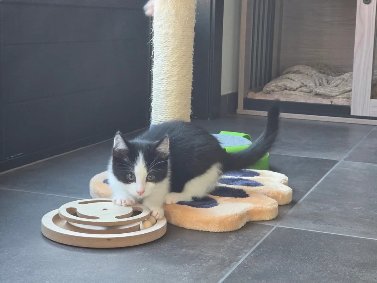 Max, male Mixed Breed for adoption at Stichting Dierenasiel Gorinchem