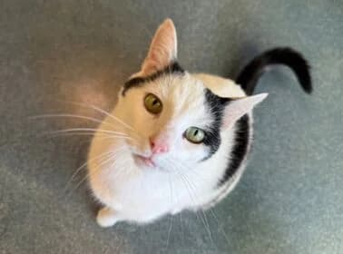 Felix, male Mixed Breed for adoption at Stichting Dierenasiel Gorinchem