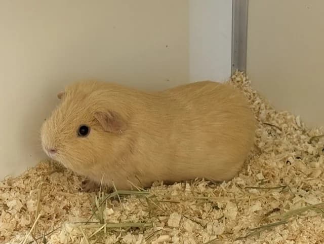 Mini, young Mixed Breed for adoption at Stichting Dierenasiel Gorinchem