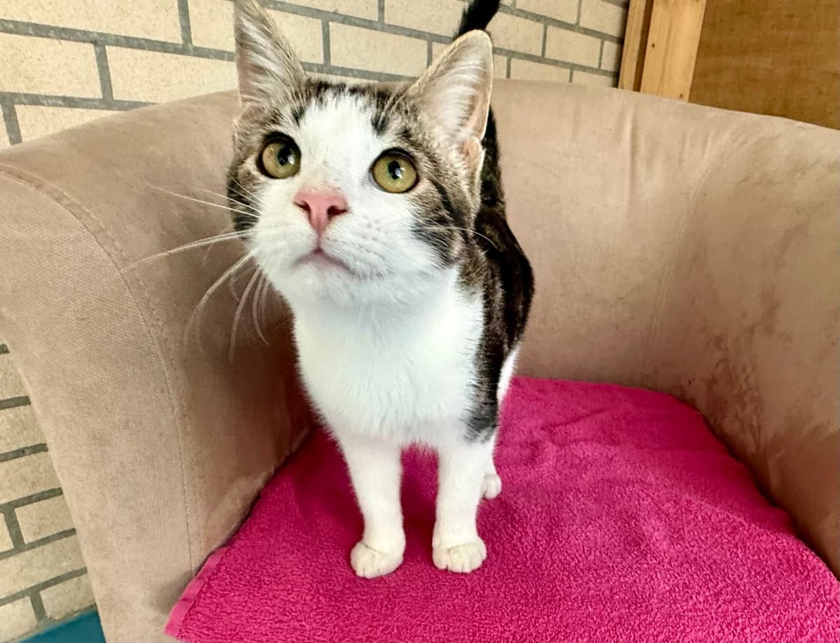 Moos, male Mixed Breed for adoption at Stichting Dierenasiel Gorinchem