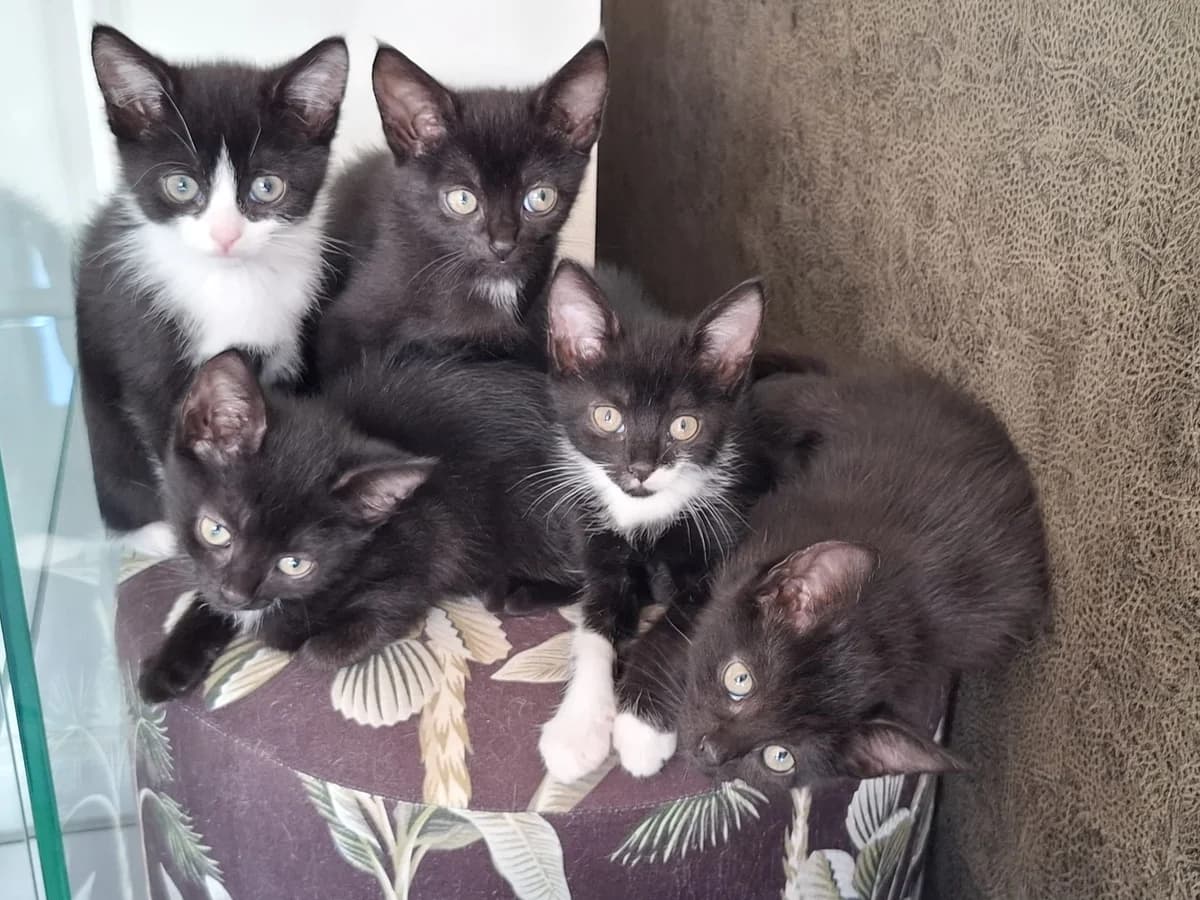 Nest kittens, zwart male puppy Mixed Breed for adoption at Stichting Dierenasiel Gorinchem