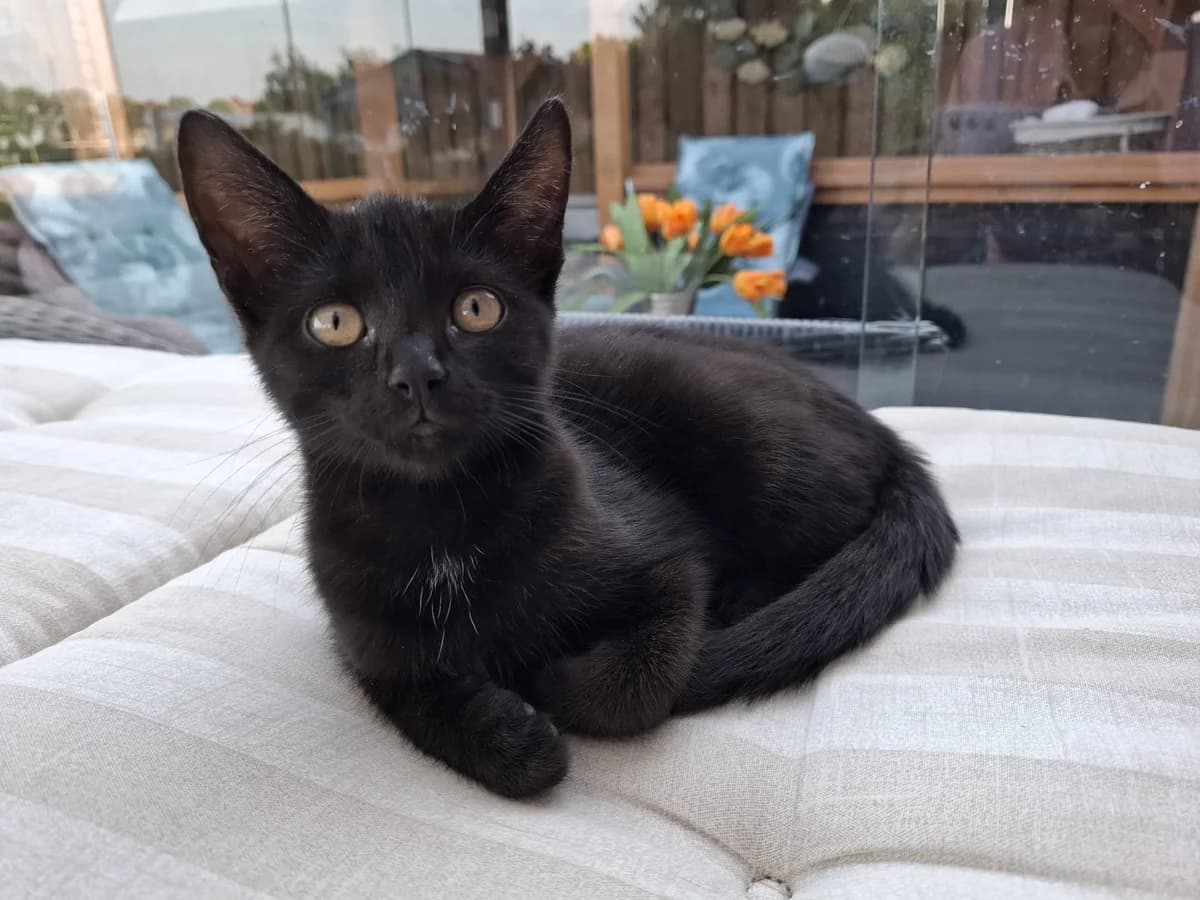 Baby, zwart female puppy Mixed Breed for adoption at Stichting Dierenasiel Gorinchem