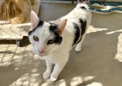 Gizmo, male Mixed Breed for adoption at Stichting Dierenasiel Gorinchem