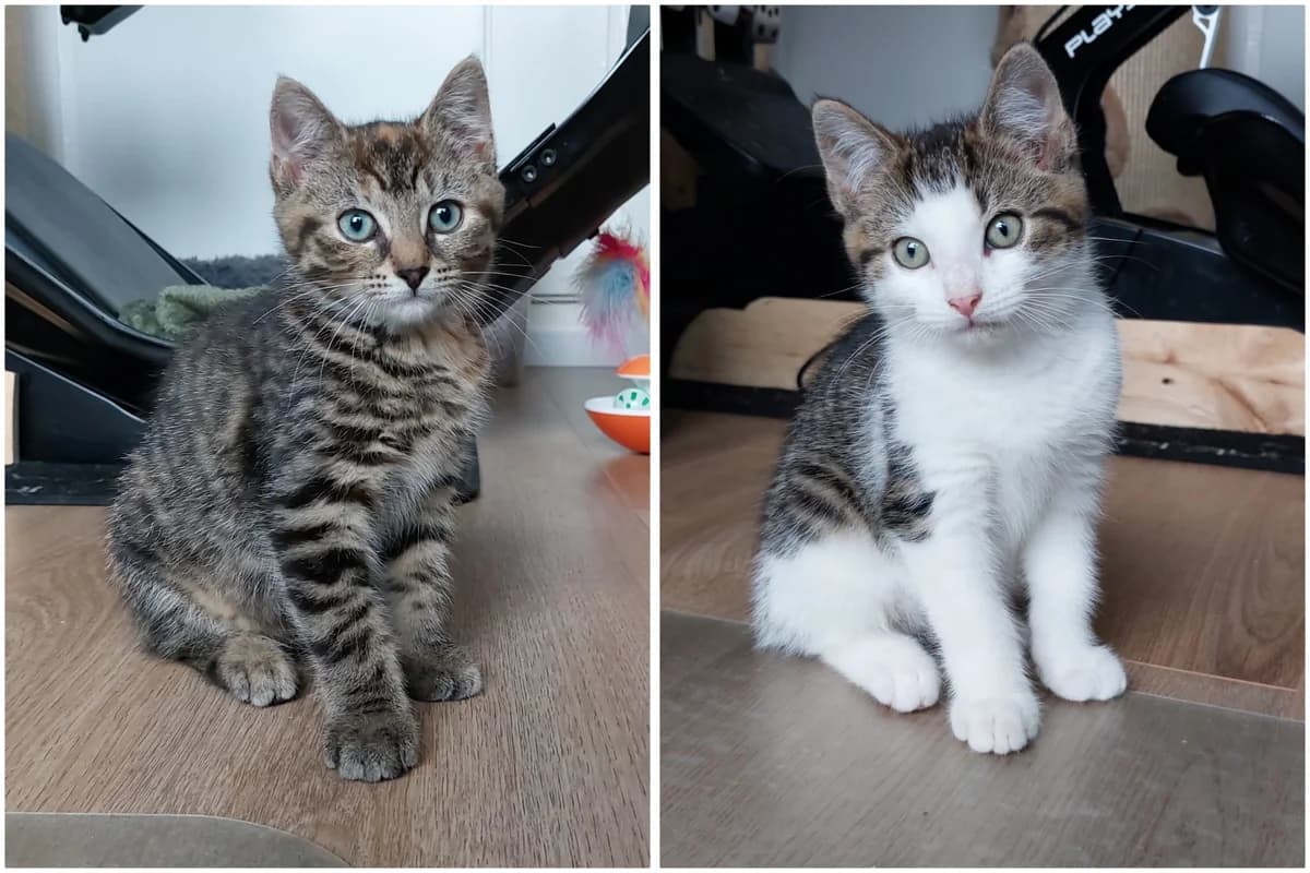 Nika en Nick, male Mixed Breed for adoption at Stichting Dierenasiel Gorinchem