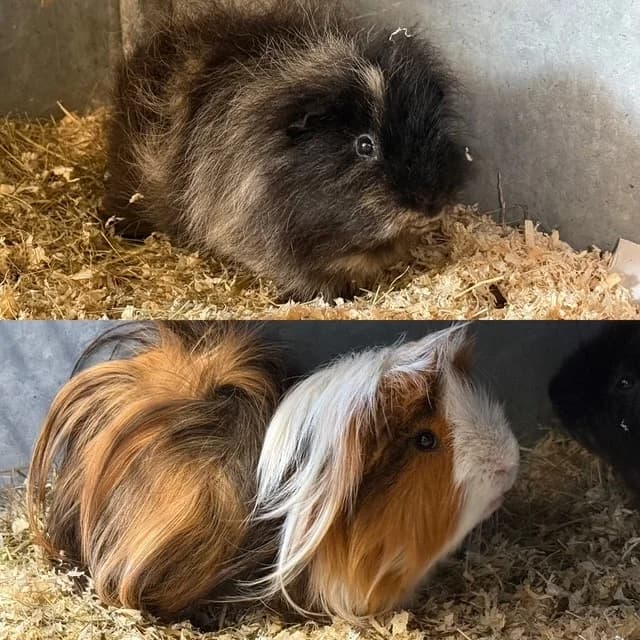 Rodney en Pieter Jan, young Mixed Breed for adoption at Stichting Dierenasiel Gorinchem