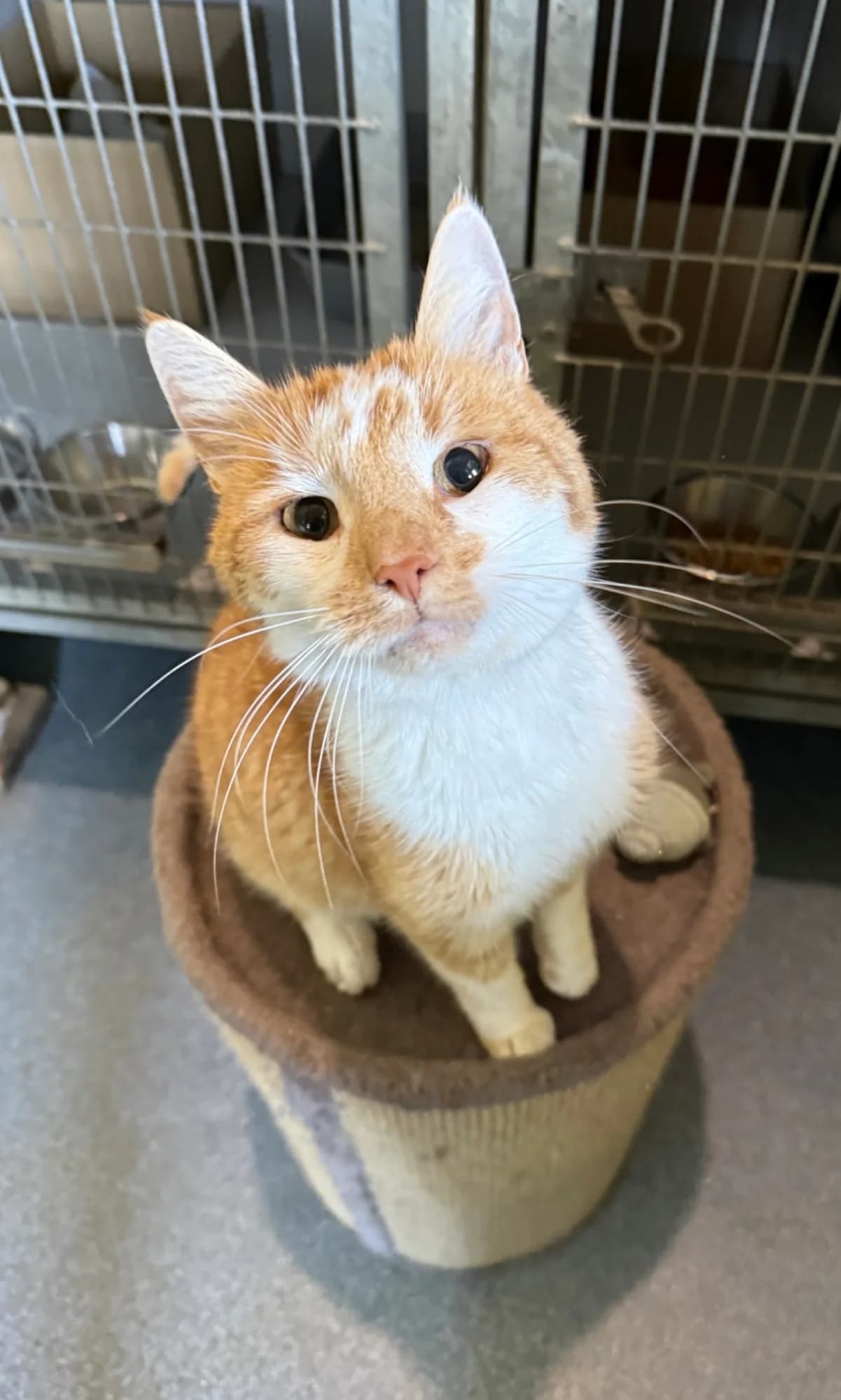 Rooie, male senior Mixed Breed for adoption at Stichting Dierenasiel Gorinchem