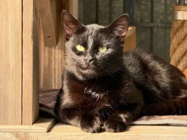 Sam, male young Mixed Breed for adoption at Stichting Dierenasiel Gorinchem