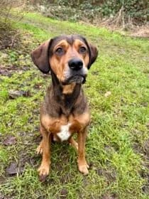 Seppe, Mixed Breed for adoption at Stichting Dierenasiel Gorinchem