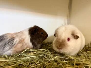 Silver en Nova, Mixed Breed for adoption at Stichting Dierenasiel Gorinchem