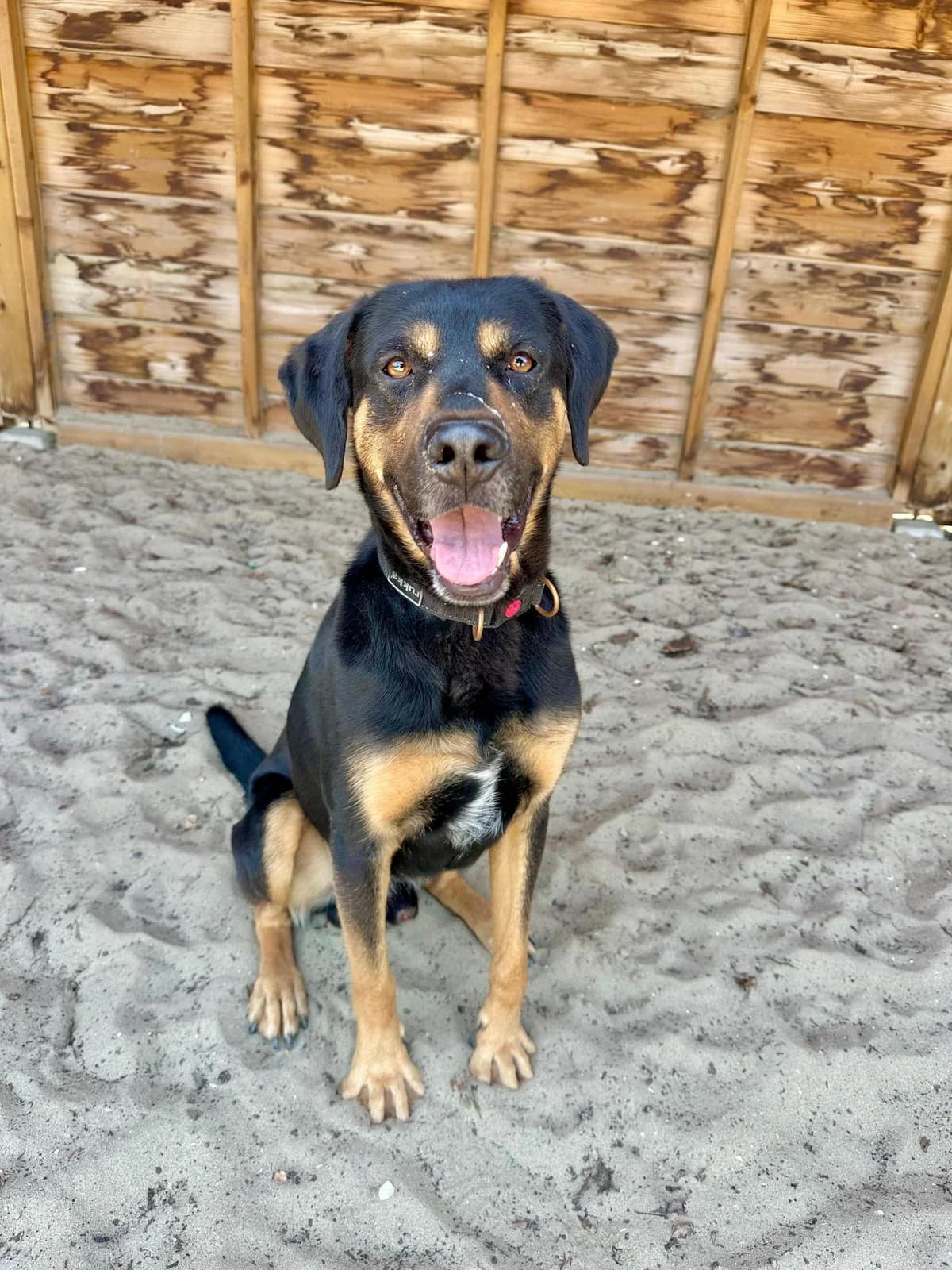 Sjoet, male 5yo Mixed Breed for adoption at Stichting Dierenasiel Gorinchem