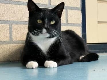 Sjors, male young Mixed Breed for adoption at Stichting Dierenasiel Gorinchem