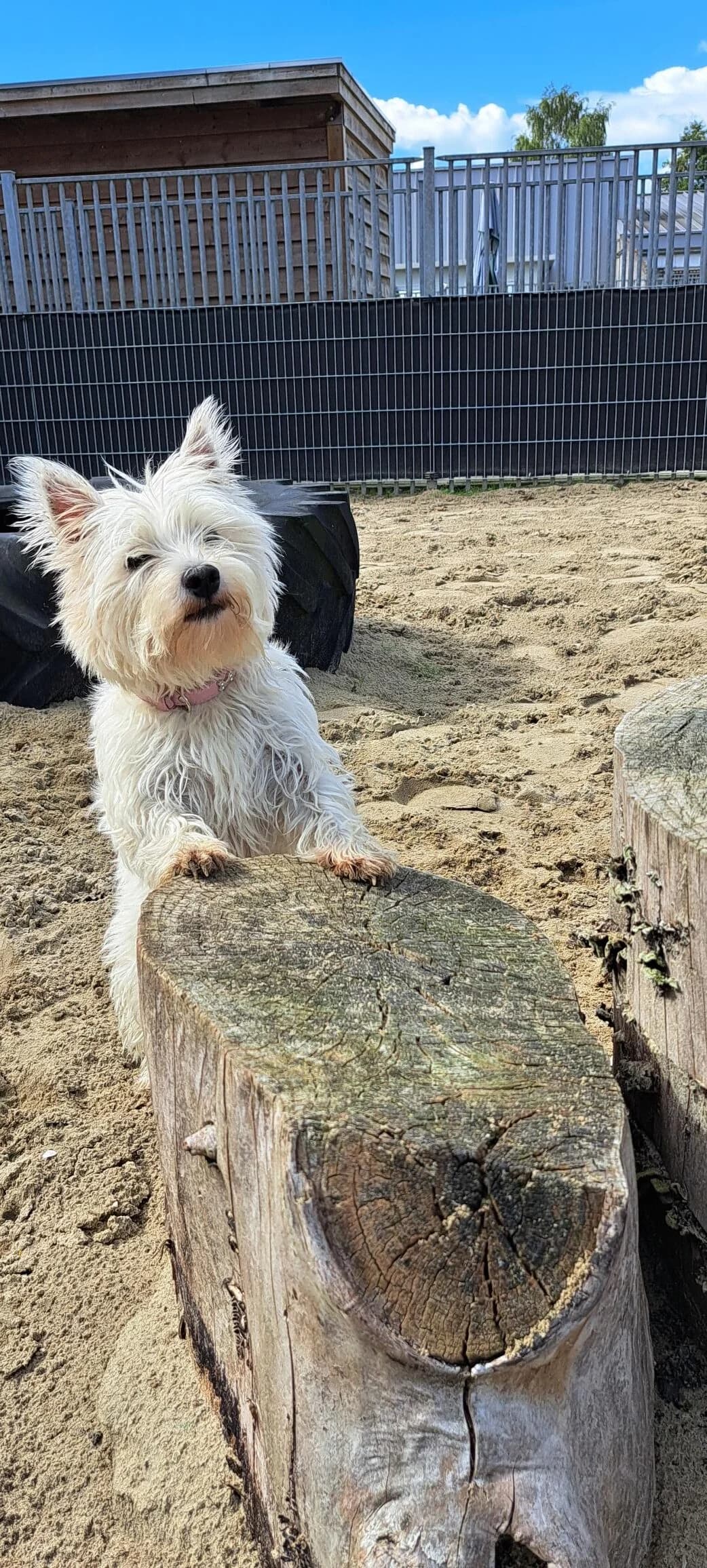 Snowy, female young Mixed Breed for adoption at Stichting Dierenasiel Gorinchem