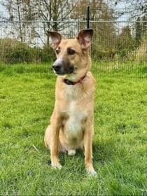 T-jay, Mixed Breed for adoption at Stichting Dierenasiel Gorinchem