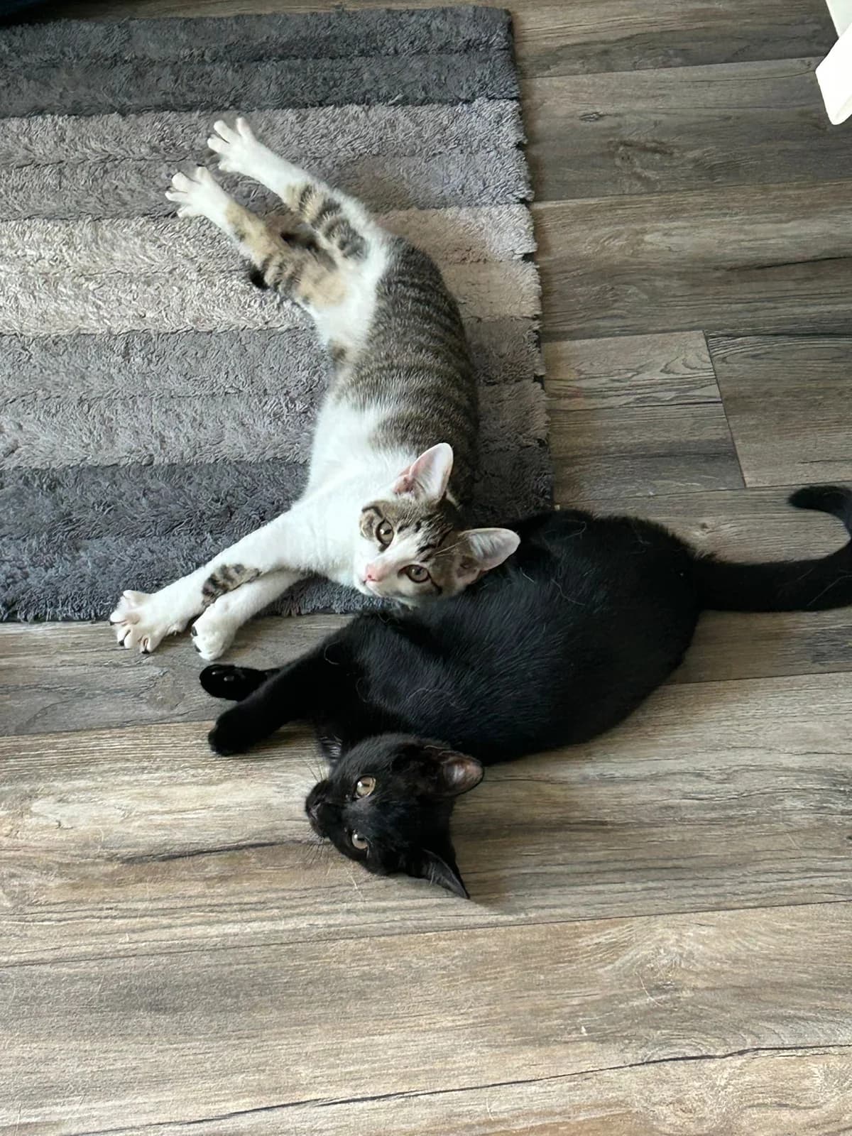 Takkie en Siepie, female Mixed Breed for adoption at Stichting Dierenasiel Gorinchem