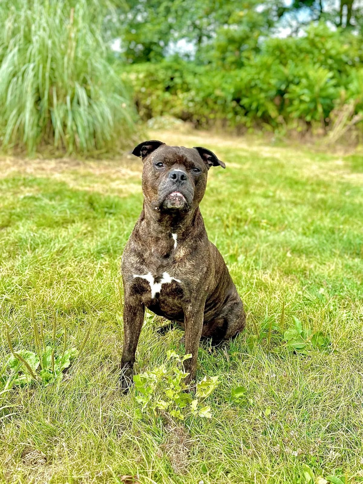 Tyran, male 7yo Mixed Breed for adoption at Stichting Dierenasiel Gorinchem