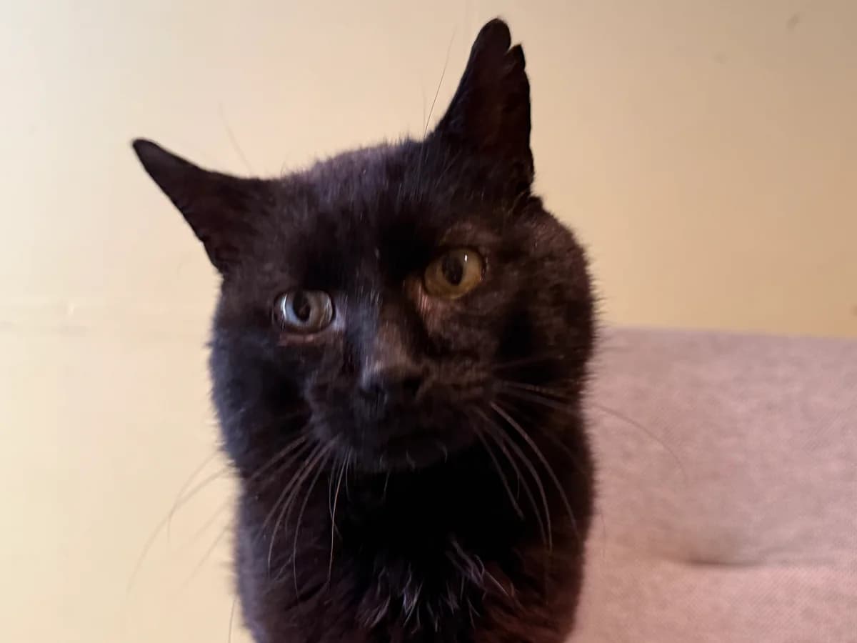 Vladimir, male senior Mixed Breed for adoption at Stichting Dierenasiel Gorinchem